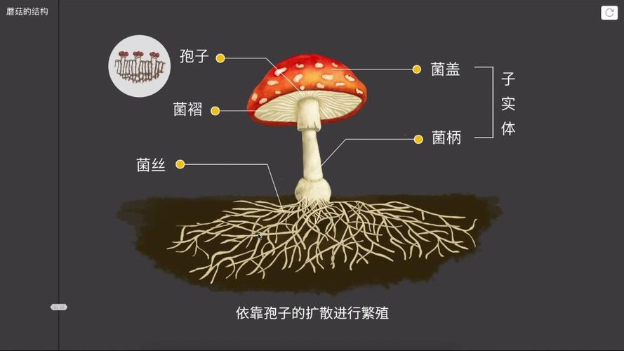 【生物】蘑菇的结构