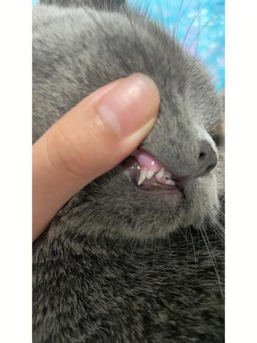 猫咪换乳牙