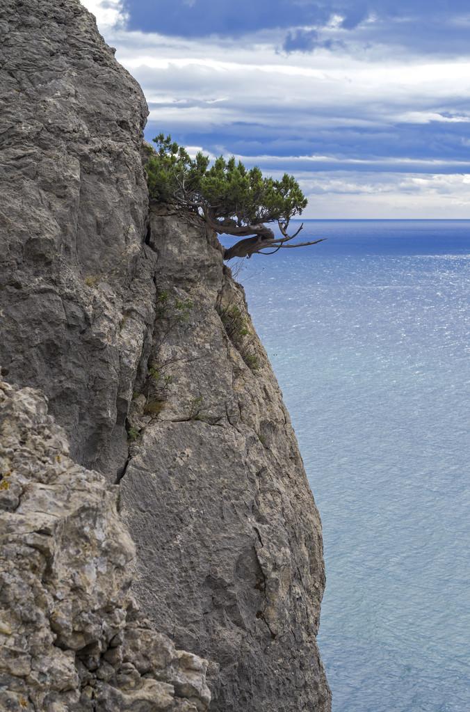 桧树在海面的一座悬崖上.
