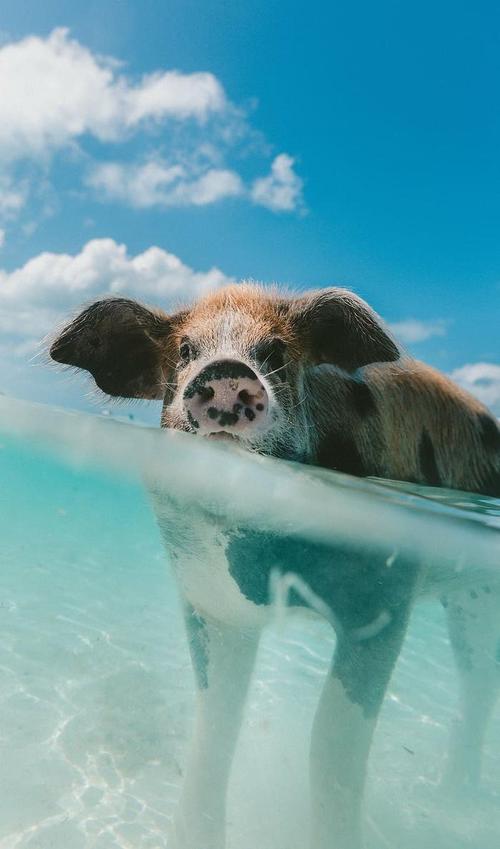 棕色猪游泳海白天动物鼻子云
