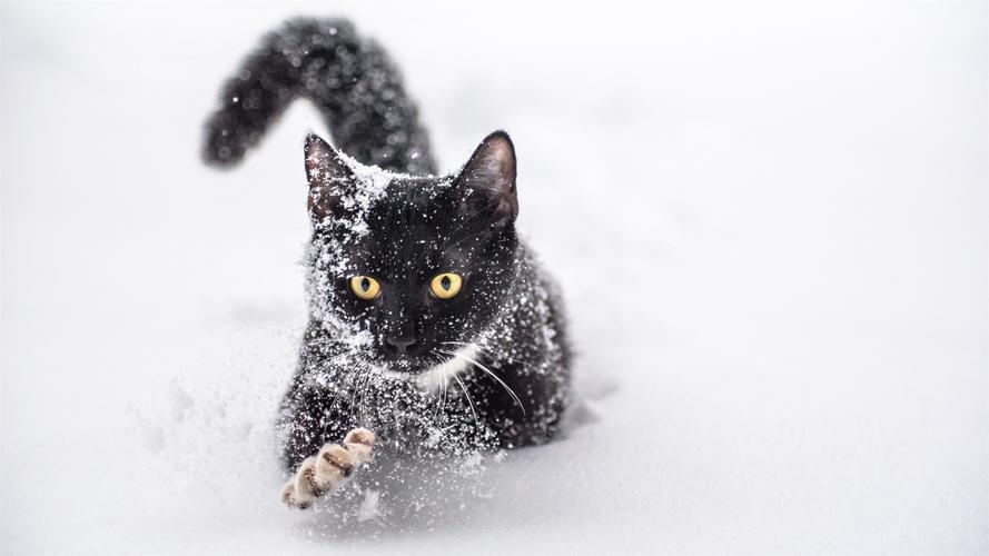 一只黑猫在雪地里 640x1136 iphone 5/5s/5c/se 壁纸,图片,背景,照片