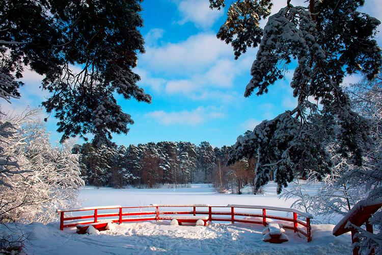 俄罗斯,季节,冬季,风景摄影,雪,树,大自然,照片