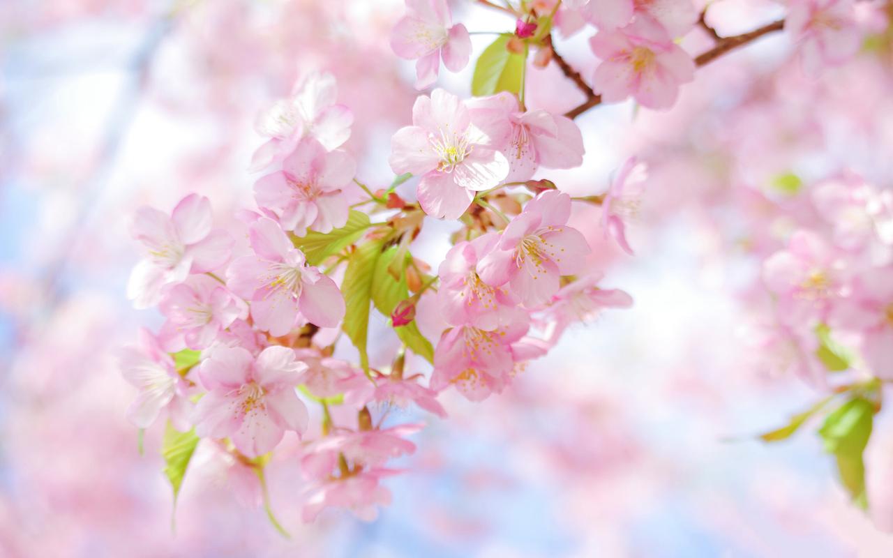 粉色浪漫春日樱花高清桌面壁纸