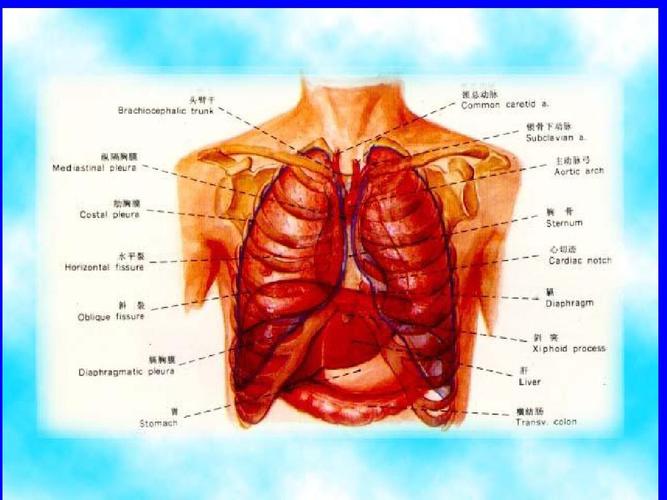 肺部正常和x线异常表现