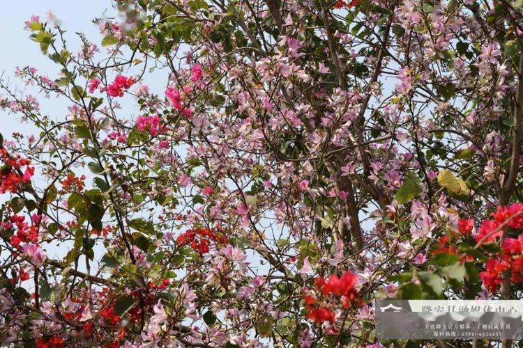 在蝶城广场,震东集中安置区等地的扁桃树,三角梅,紫荆花,风铃花