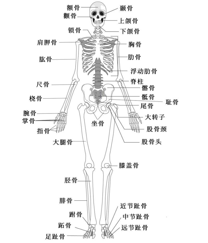 人体骨骼结构图04名称以及数量 骨骼是组成脊椎动物内骨骼的坚硬