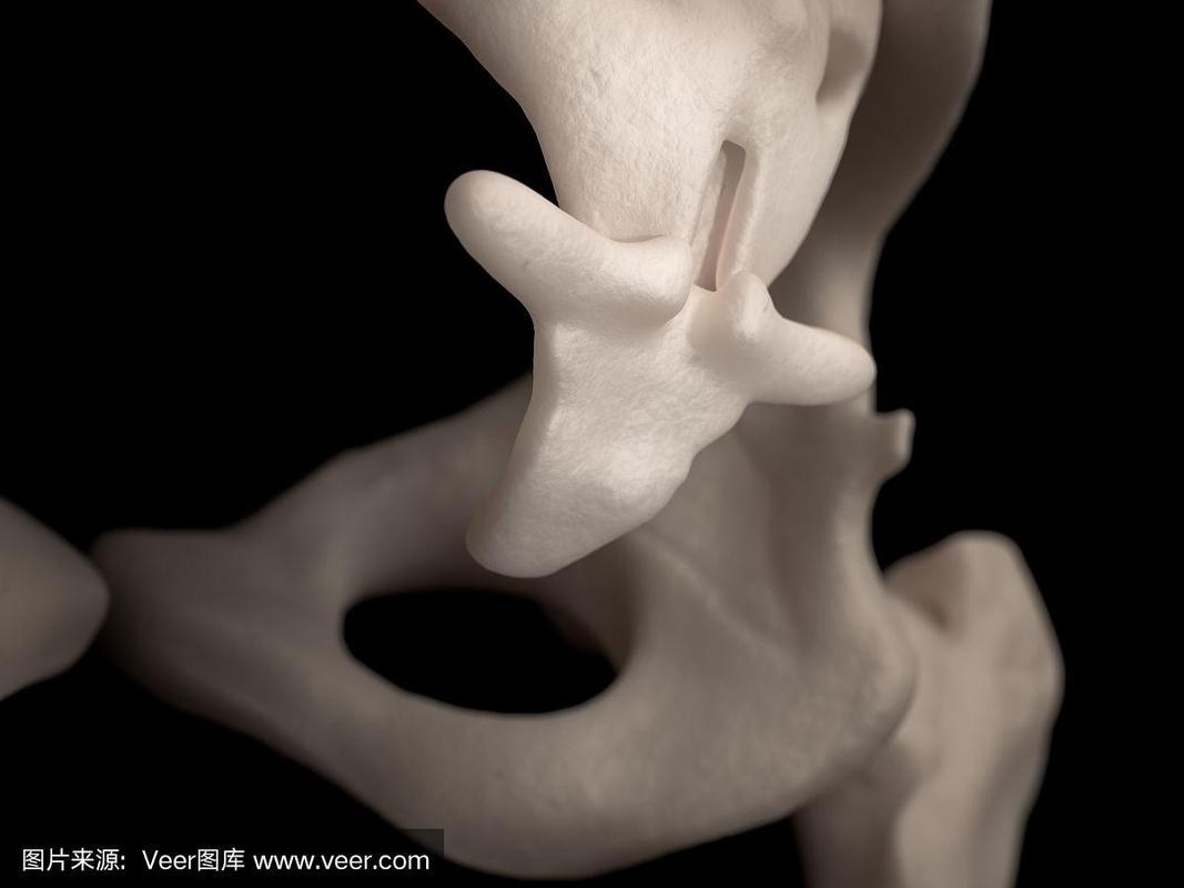 人类的尾椎骨