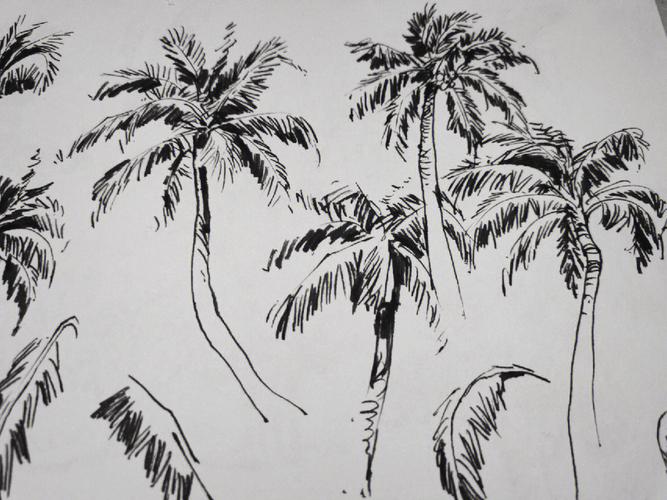 钢笔速写椰子树椰子树好容易画吖