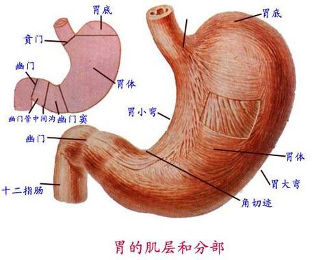 幽门部临床也称胃窦,分幽门窦和幽门管两部.2.