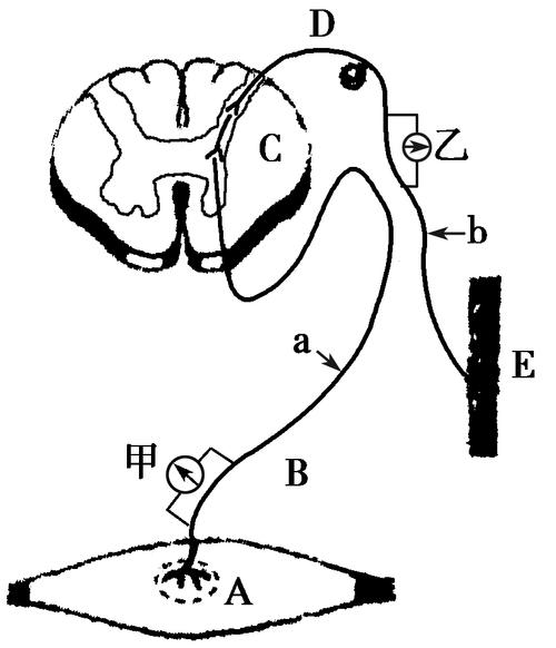 如图是反射弧结构模式图,a,b分别是神经纤维上的刺激位点,甲,乙是分别