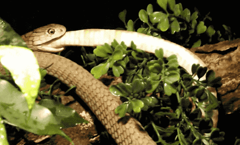 是的,这妹子托着一条眼镜王蛇,世界上最大的毒蛇