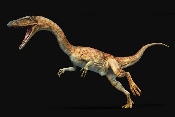 虚形龙北美小型恐龙长23米骨骼中空健跑能手