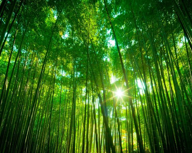 竹林,绿色自然景观 640x1136 iphone 5/5s/5c/se 壁纸,图片,背景,照片