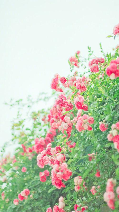 清新雅致唯美花卉图片手机壁纸