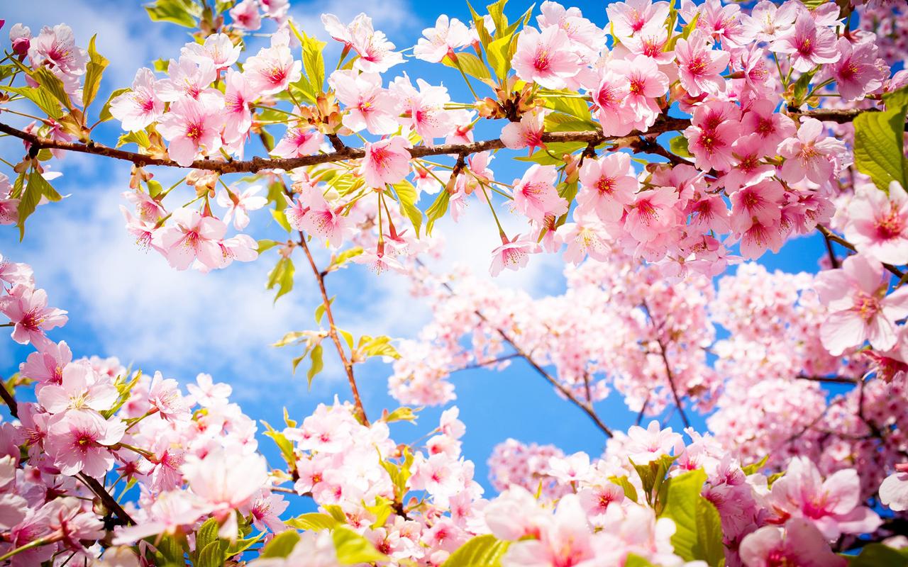 樱花季唯美绽放的樱花风景图片桌面壁纸