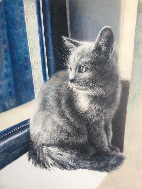 彩铅猫咪手绘作品