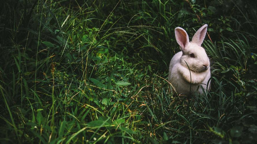兔子壁纸【7】壁纸是一款电脑壁纸,属于动物分类,兔