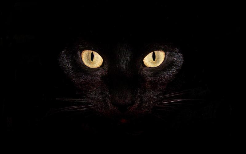 黑猫高清桌面壁纸:宽屏:高清晰度:全屏