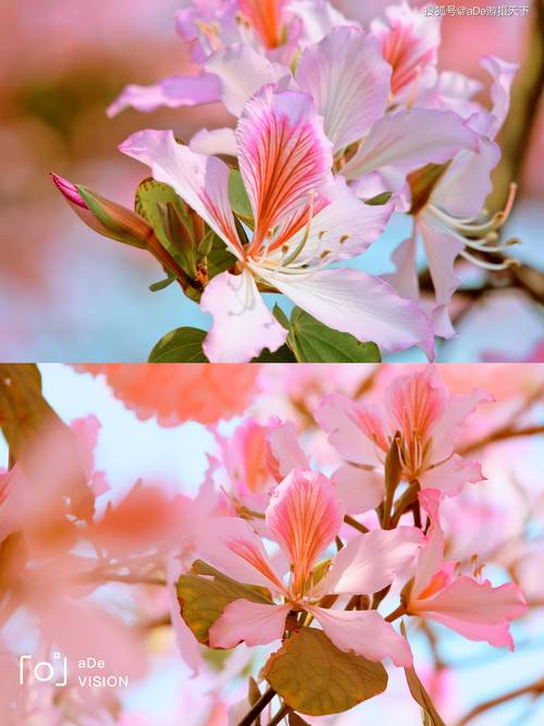 2公里的粉色紫荆花花海长廊,实在太浪漫了_湿地_公园_北门