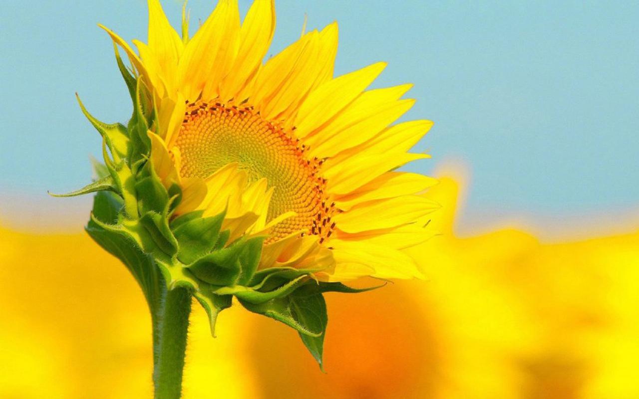 太阳花向日葵唯美图片桌面壁纸