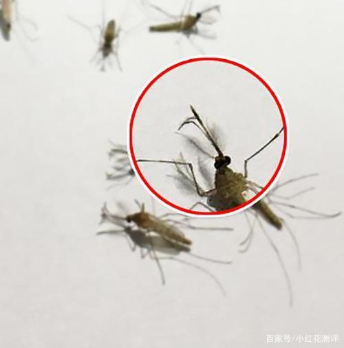 蚊子是公是母,看的就是这一点