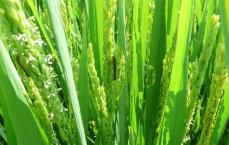 水稻孕穗期追肥技术