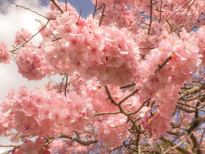 染井吉野(そめいよしの):染井吉野樱,日本的主流樱花品种