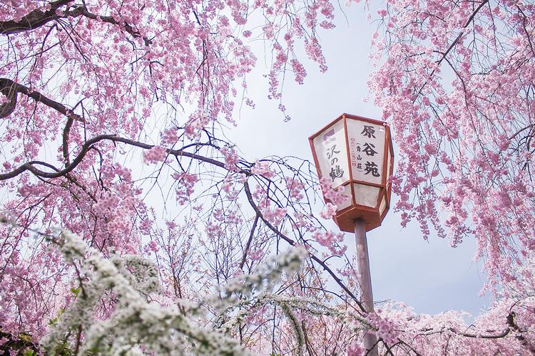 京都赏樱人气景点排行-2019年日本樱花季(3~4月)