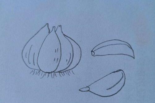 大蒜的简笔画怎么画 大蒜的简笔画怎么画大蒜生长过程