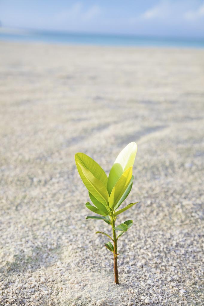 小树在沙滩上,小树在沙滩上