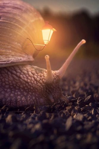 蜗牛,房子,灯,创意图片