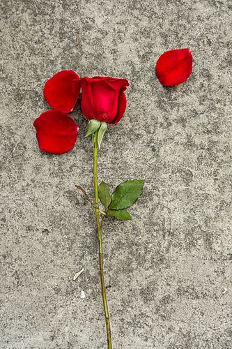 一只水泥背景上的红色玫瑰花花瓣摄影图 , 一支, 浪漫, 花瓣 背景图