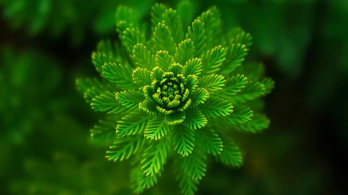 绿色清新的植物微距摄影高清宽屏桌面壁纸
