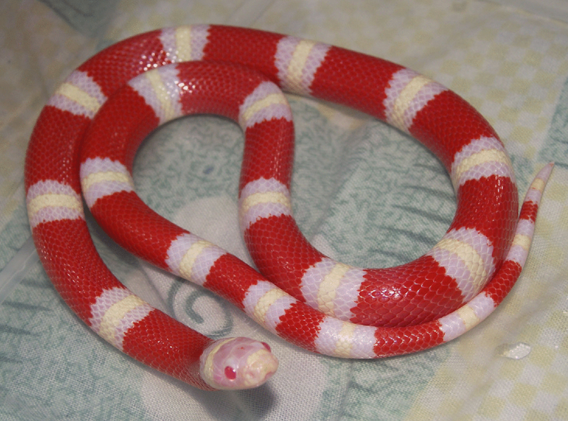 红头环蛇 银环蛇属于眼镜蛇类,发现于东南亚的雨林,它们的毒液腺已延