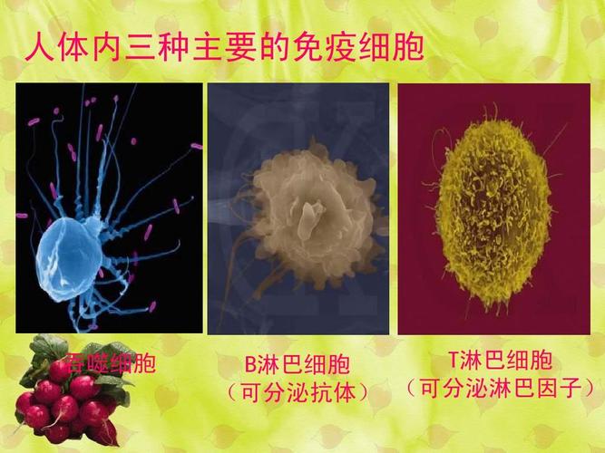 人体内三种主要的免疫细胞 吞噬细胞 t淋巴细胞 b淋巴细胞 (可分泌