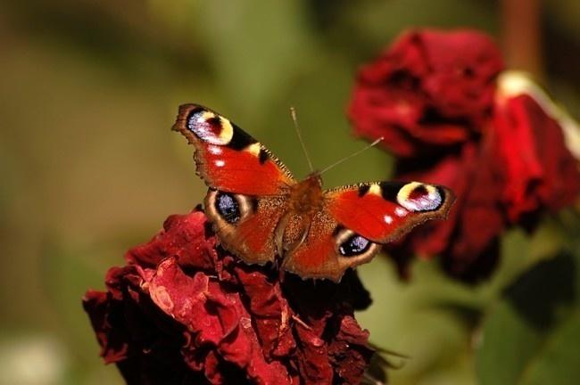 红色孔雀蝴蝶图片