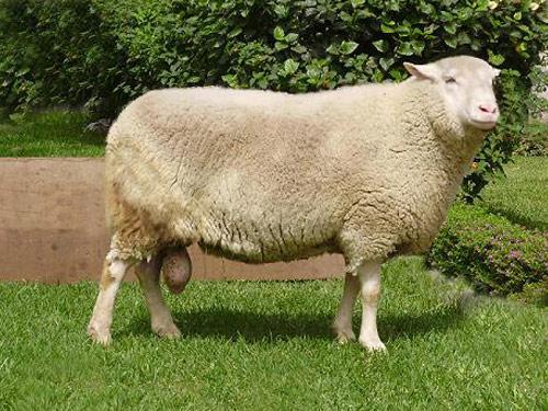 东弗里斯兰 羊 - 品种羊
