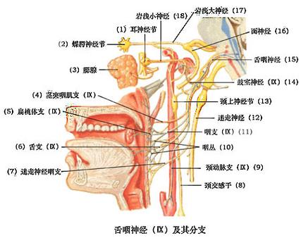 舌咽神经器官