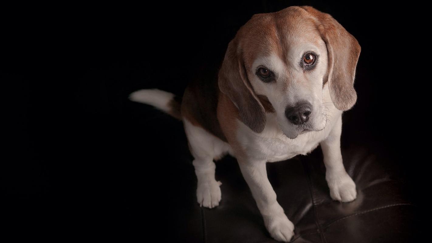 可爱的狗狗摄影高清桌面壁纸-动物壁纸-壁纸下载-美桌网
