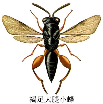 中文名:褐足大腿小蜂领域提 交蜜蜂昆虫纲生物动物节肢动物词条