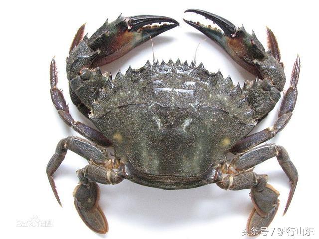 在胶东是非常常见的一种螃蟹,平时大家喊着吃螃蟹,一般就是指梭子蟹.