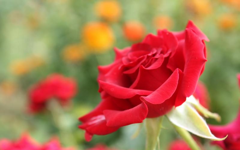 百媚千娇的玫瑰花图片桌面壁纸