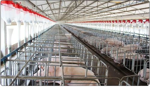 现代化养猪场使用自动化料线的好处与优点