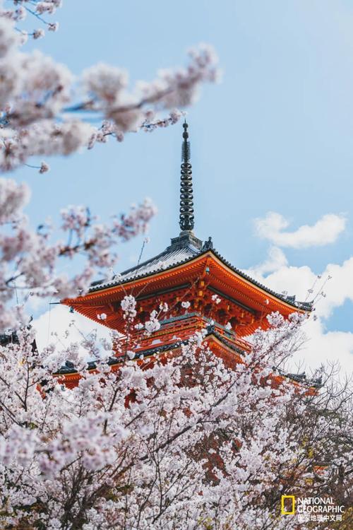 疫情都三年了日本的樱花还好看吗