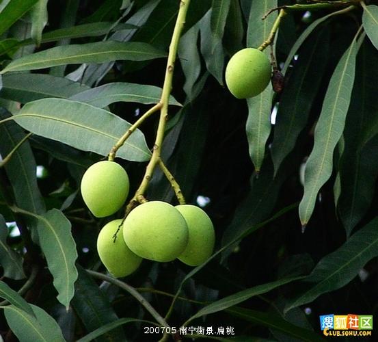   这是与芒果树同一科的植物,是漆树科的,叫扁桃树.