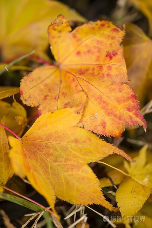 枫叶和橙色的叶子掉在地上照片-正版商用图片1hps05-摄图新视界
