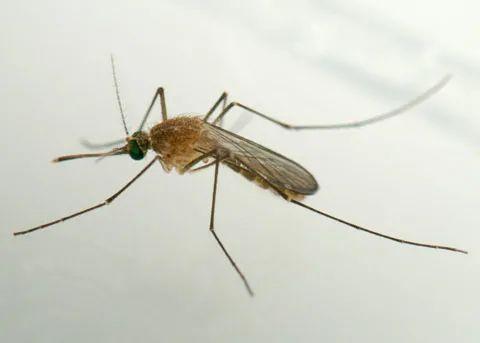 公蚊子首次被发现也爱吸血不过吸完后结局很惨