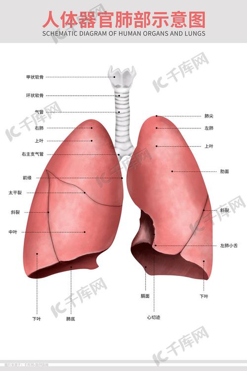 医疗人体器官组织肺部肺炎支气管