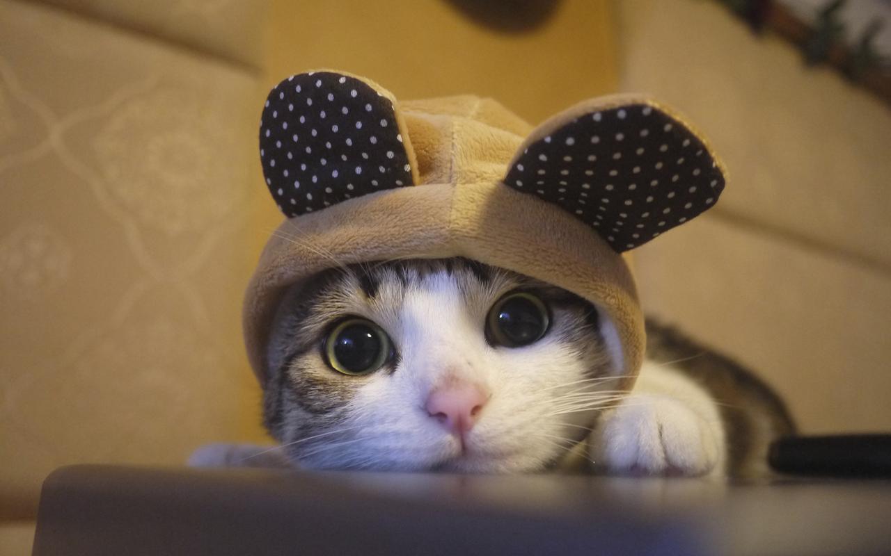 精选可爱萌宠喵星人戴帽子的小猫搞笑图桌面壁纸