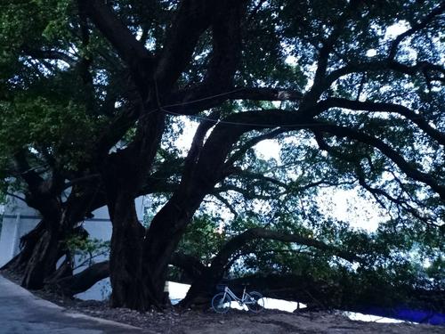 其它 赣州水西街上的水板房 写美篇        水西街还有一道古老的榕树